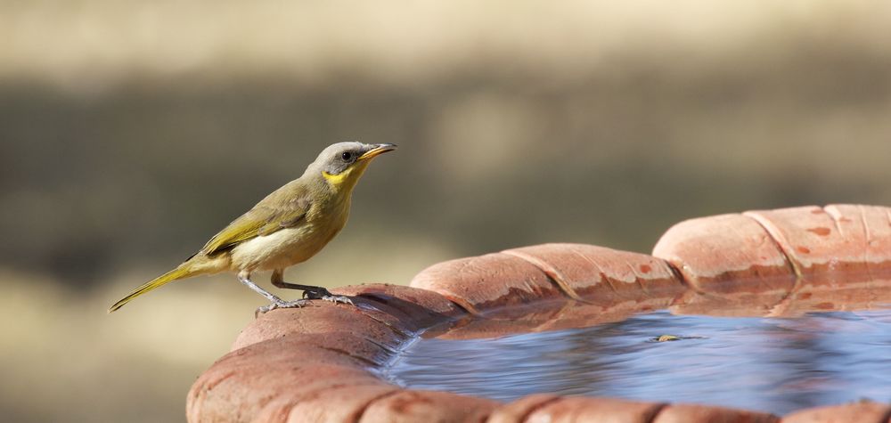  Grey-headed Honeyeater,&nbsp;Alice Springs, NT 