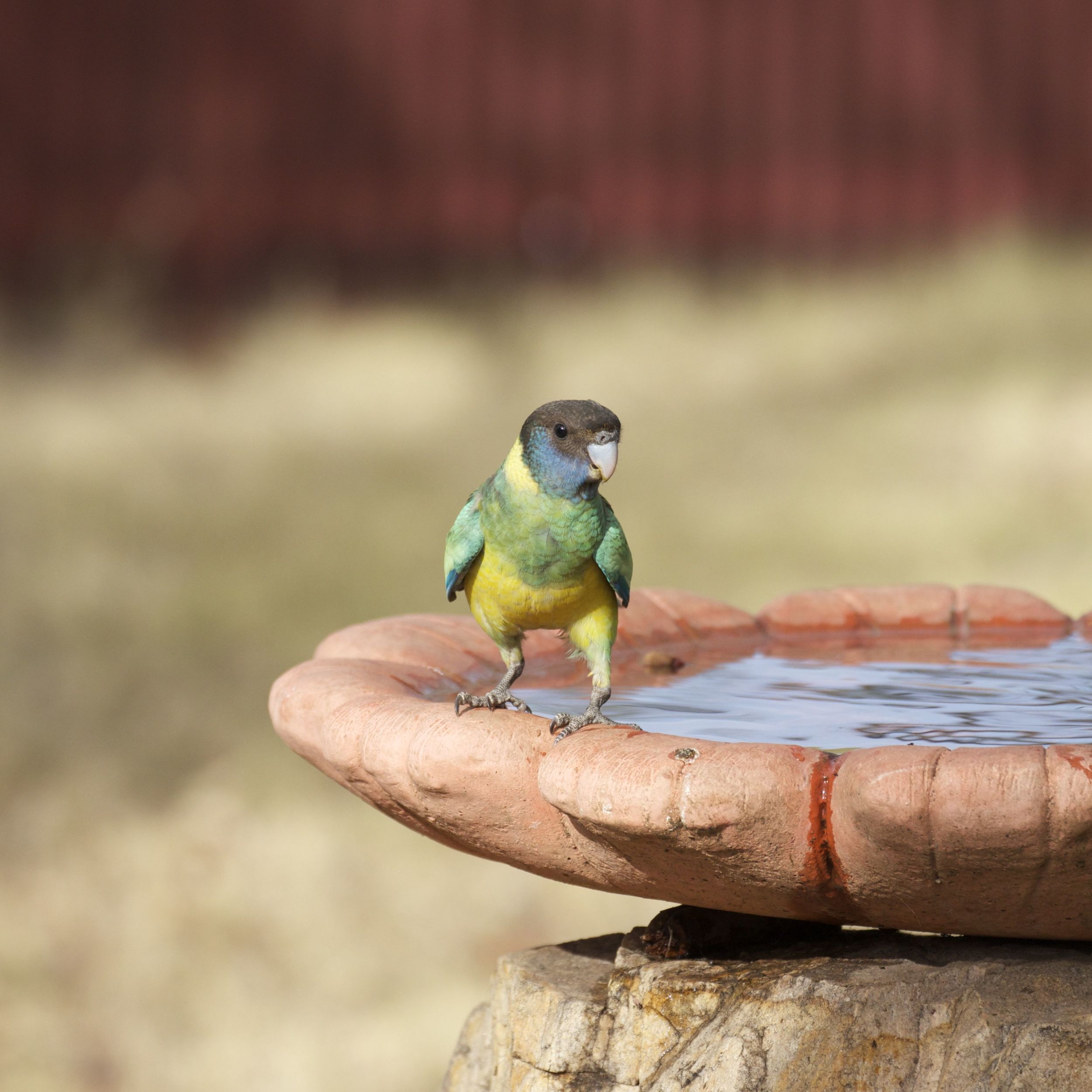  Port Lincoln Parrot (juvenile),&nbsp;Alice Springs, NT 