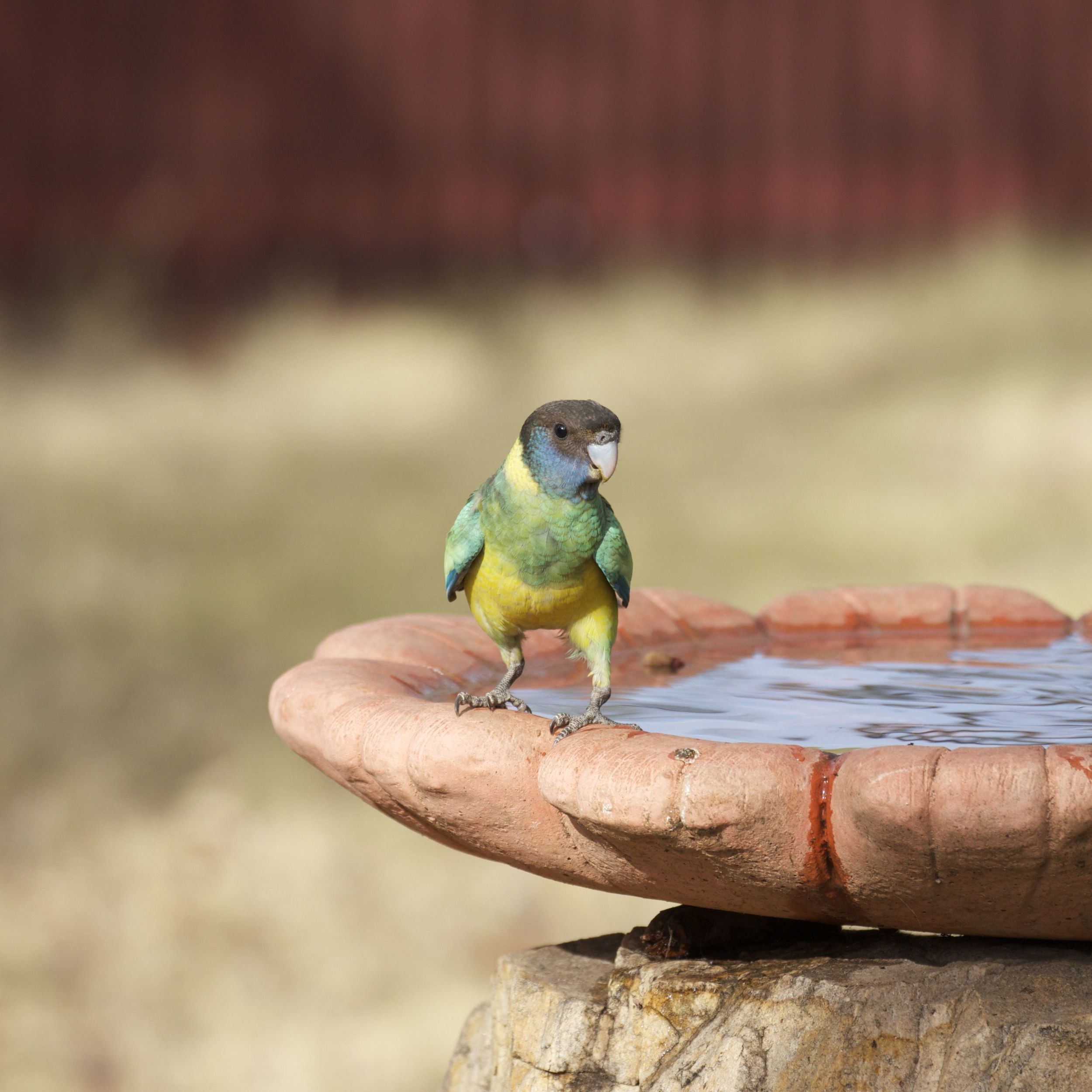 Port Lincoln Parrot (juvenile), Alice Springs, NT