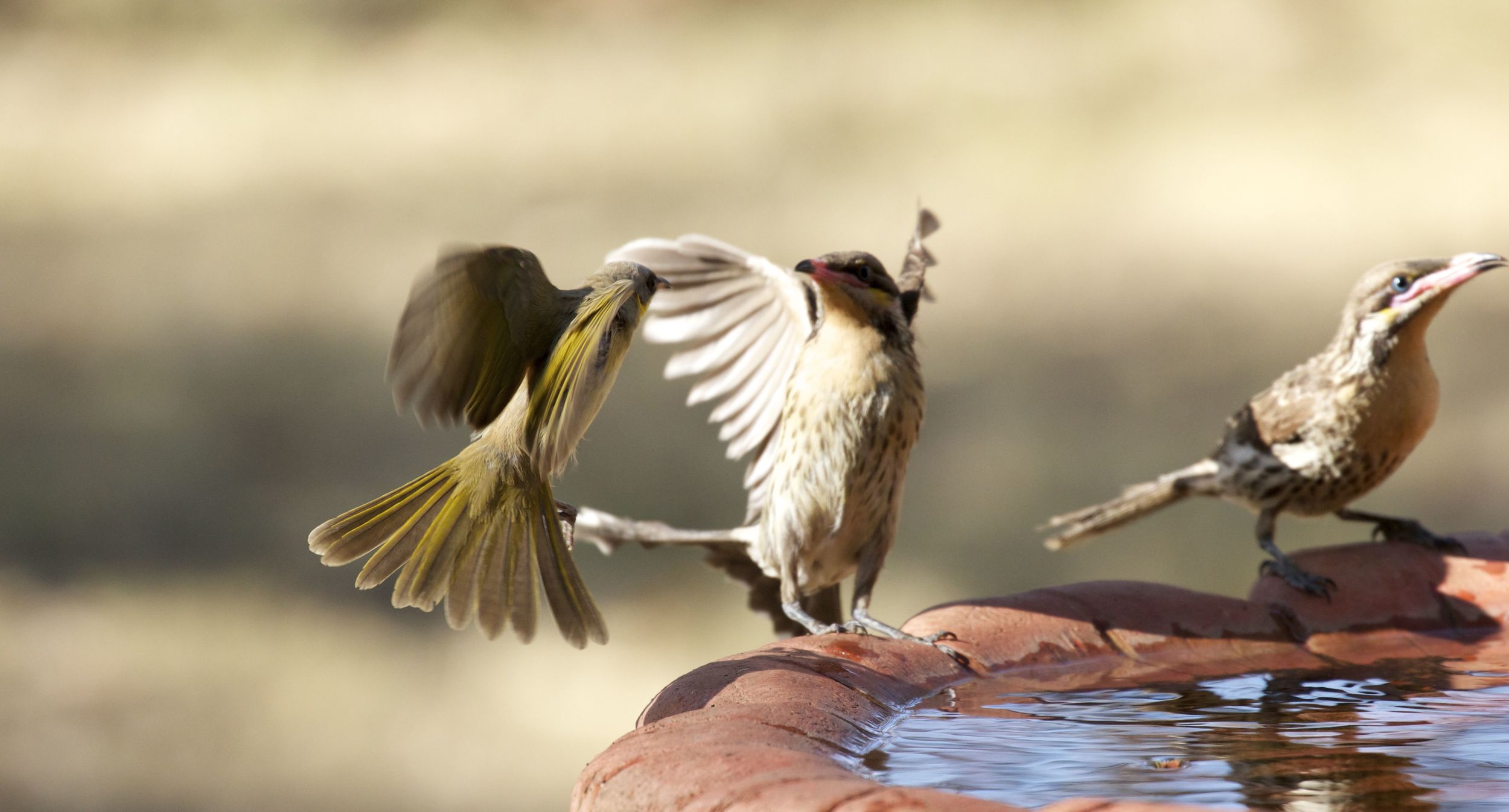 Startled honeyeaters, Alice Springs, NT