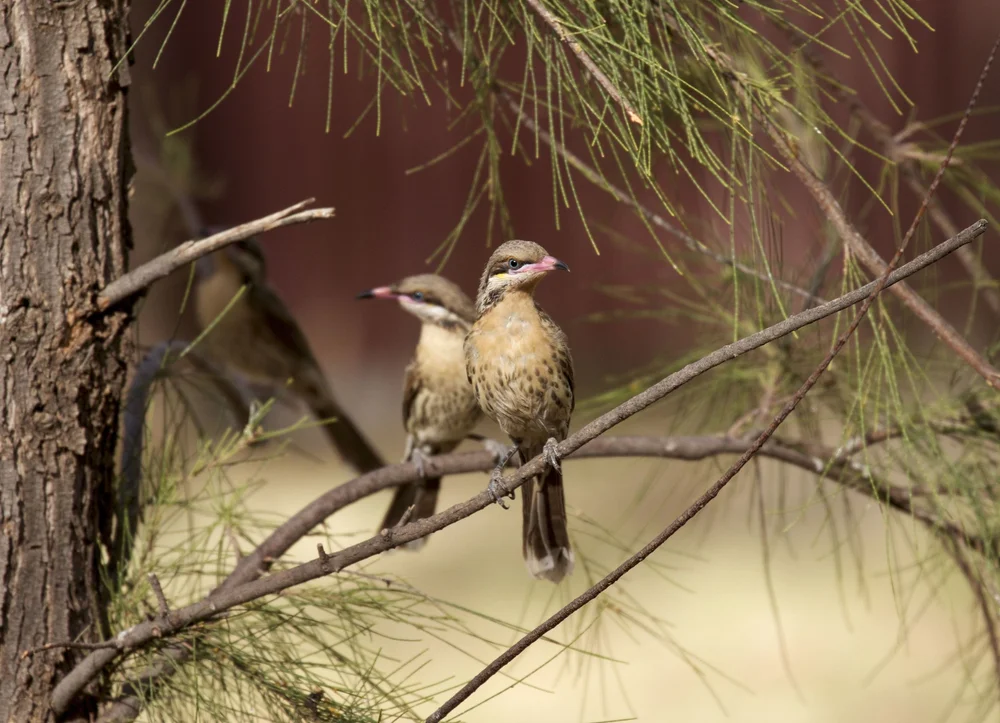 Mirror image Spiny-cheeked Honeyeaters,&nbsp;Alice Springs, NT 