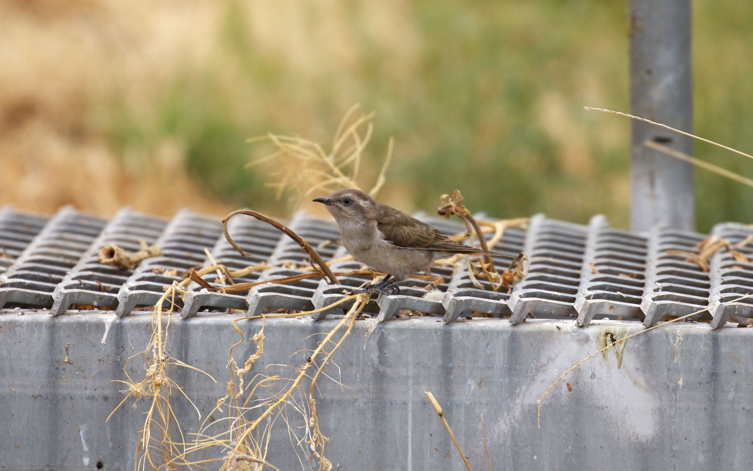 Horsfield's Bronze-cuckoo, Alice Springs, NT