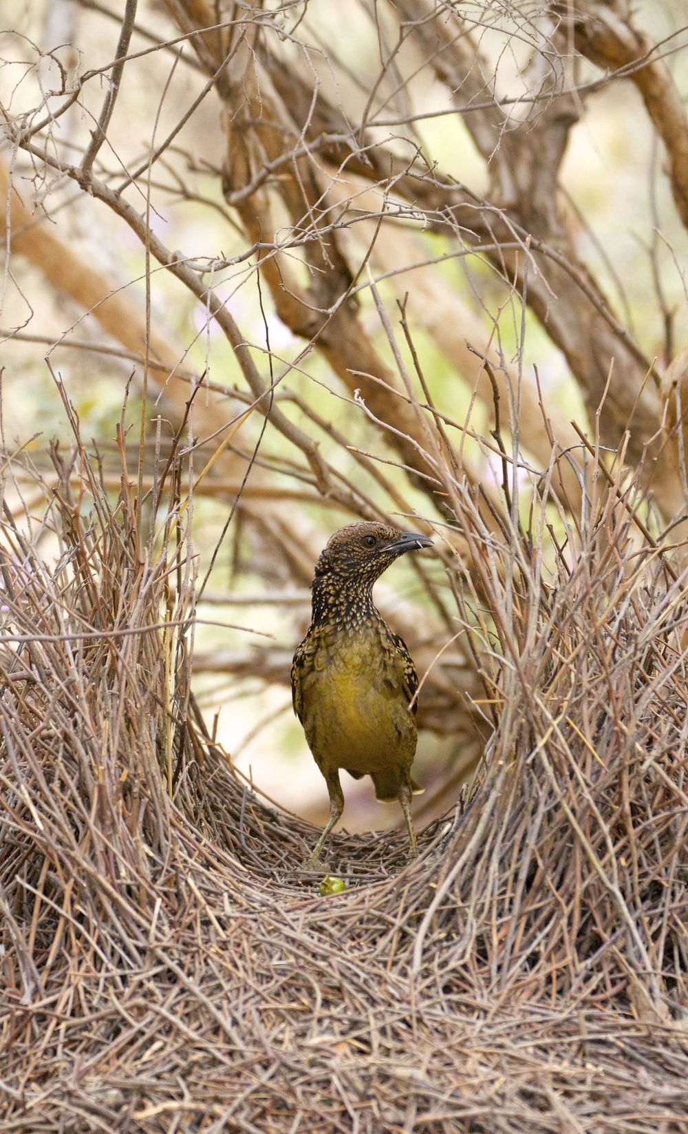  Female Western Bowerbird inspecting bower,&nbsp;Alice Springs, NT 