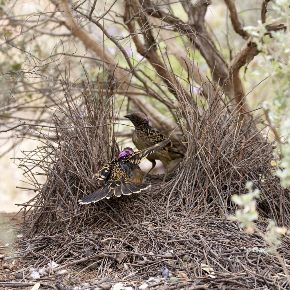  Male Western Bowerbird dancing for a female,&nbsp;Alice Springs, NT 