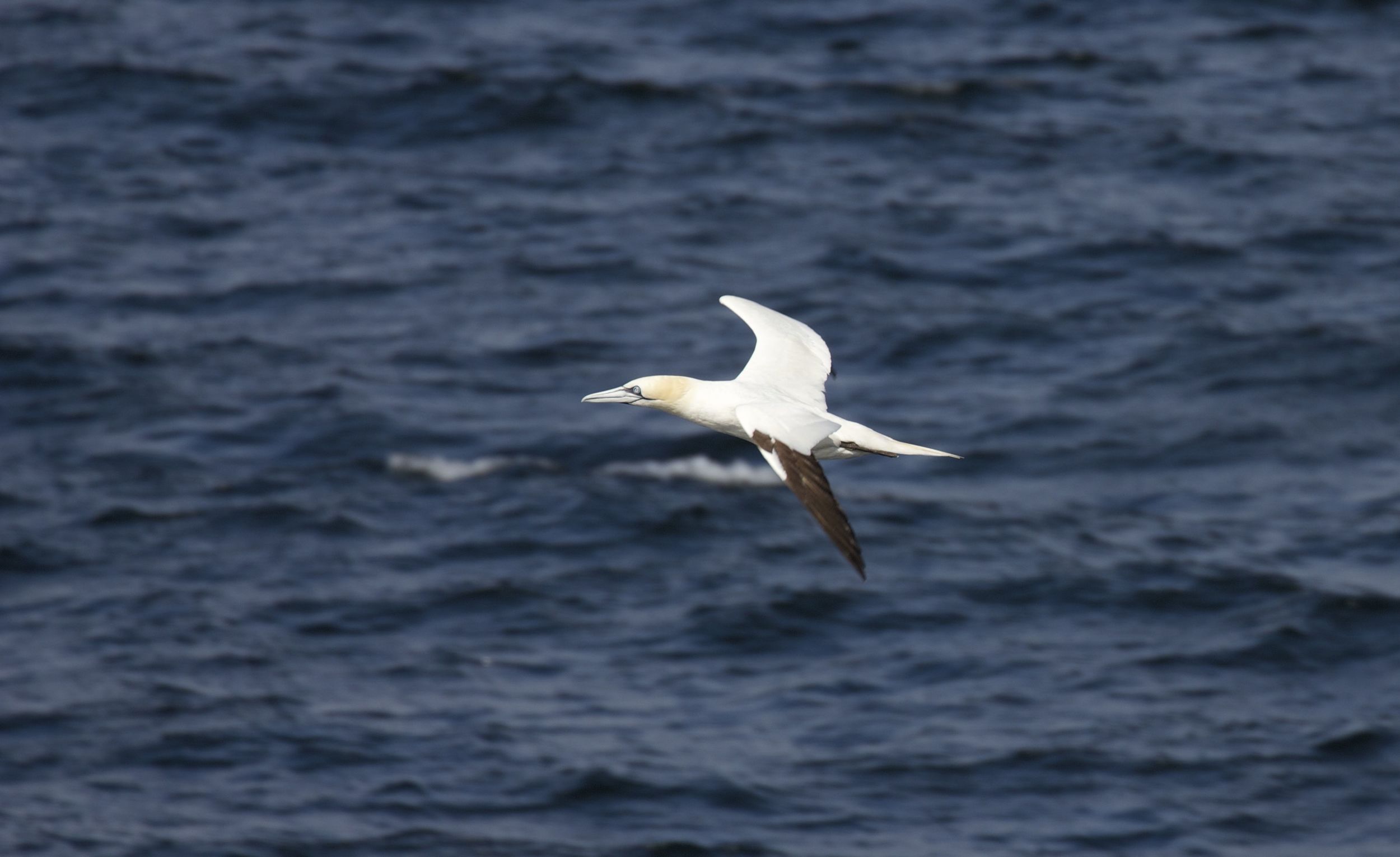  Northern Gannet, Isle of Arran, Scotland 