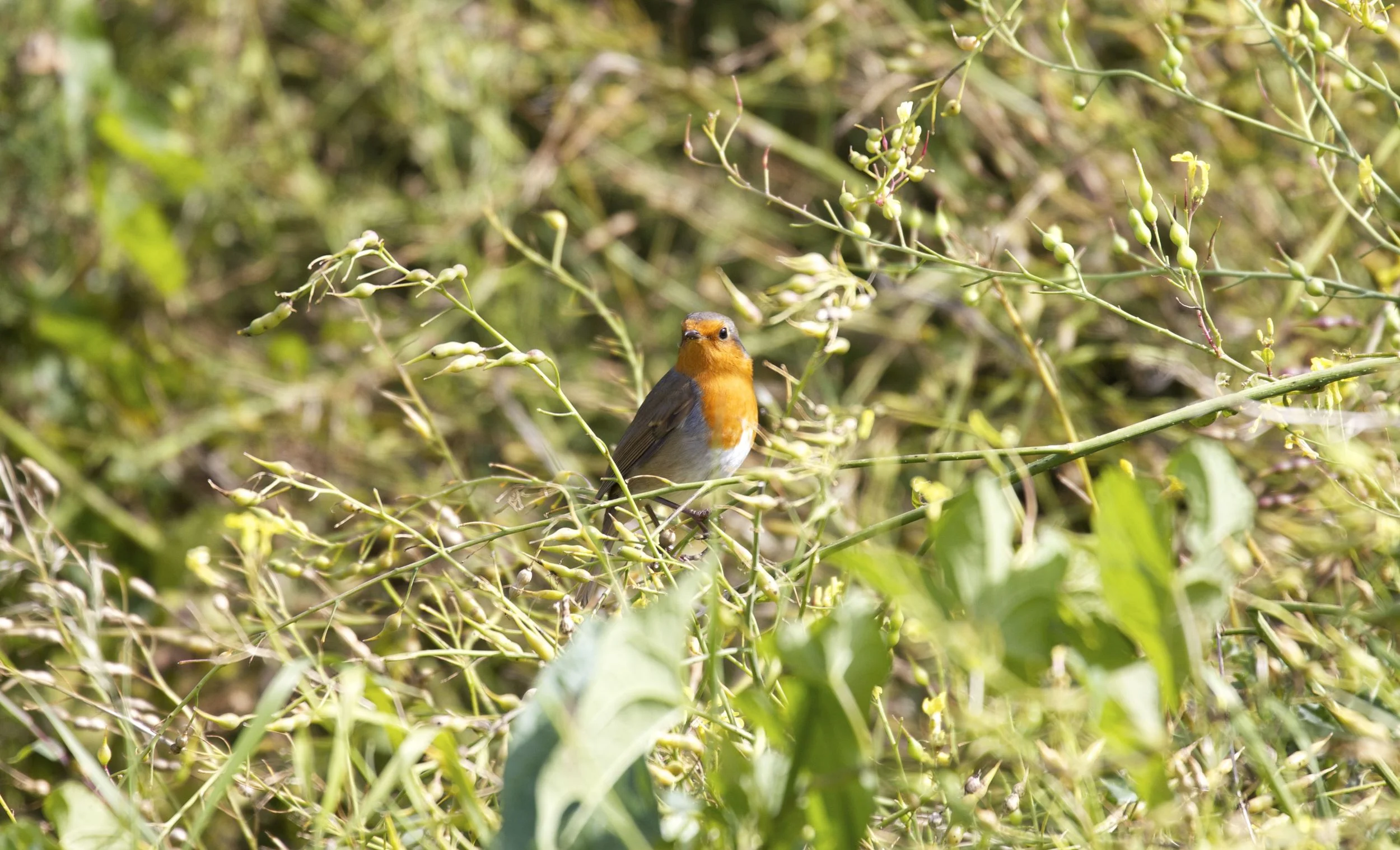 European Robin, Isle of Arran, Scotland
