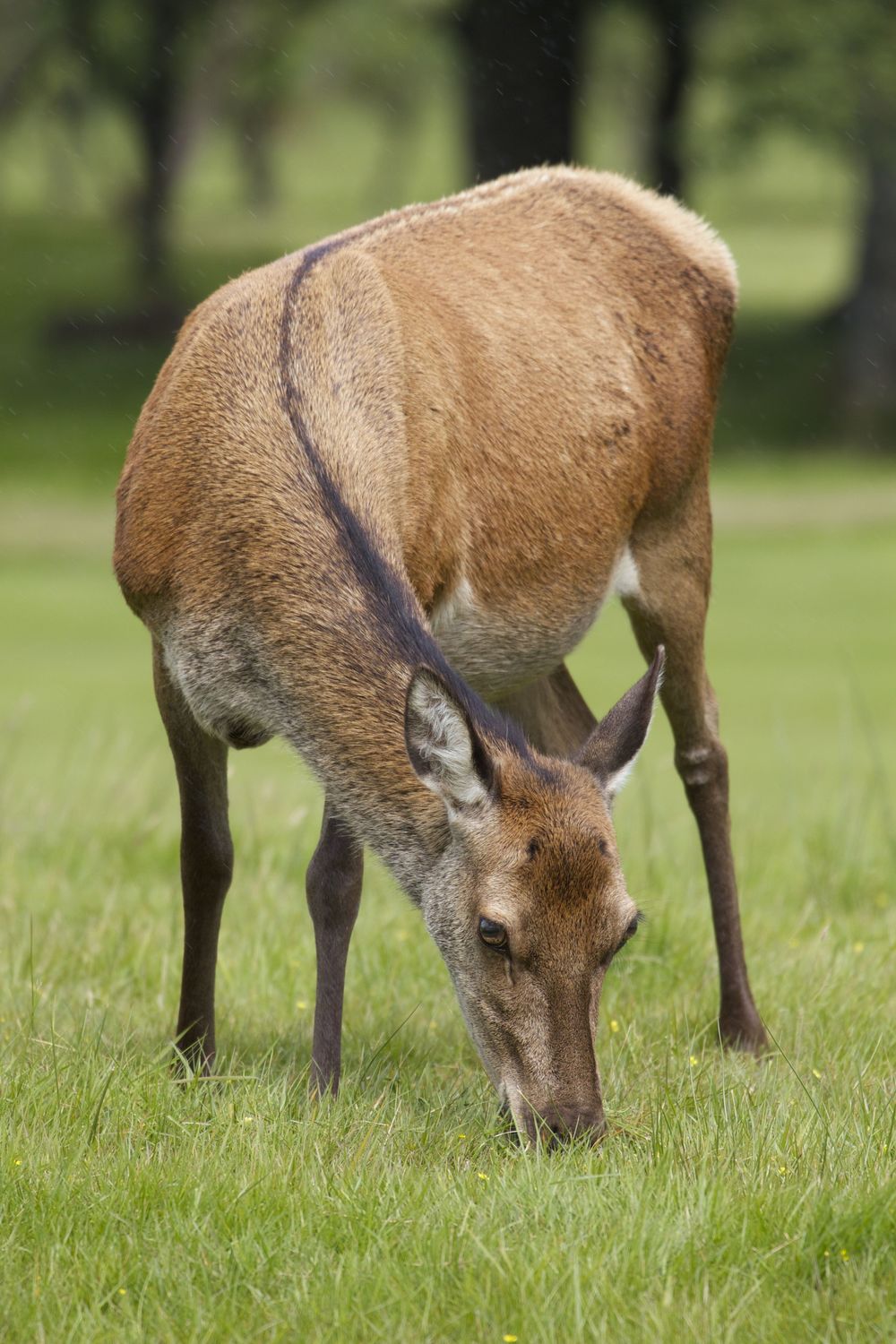  Red Deer,&nbsp;Isle of Arran, Scotland 