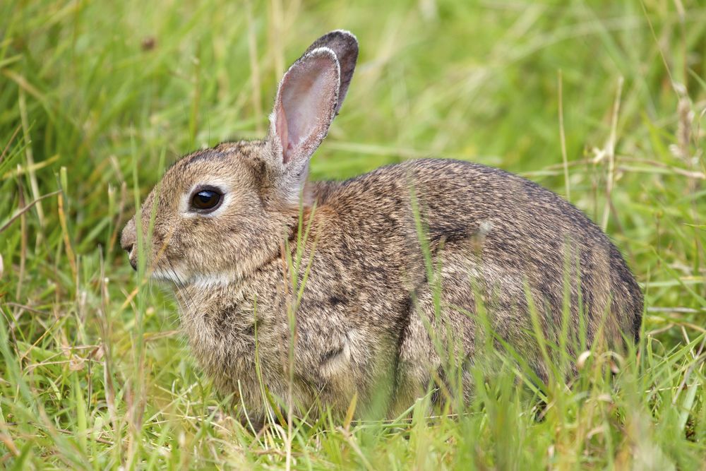  European Rabbit,&nbsp;Isle of Arran, Scotland 