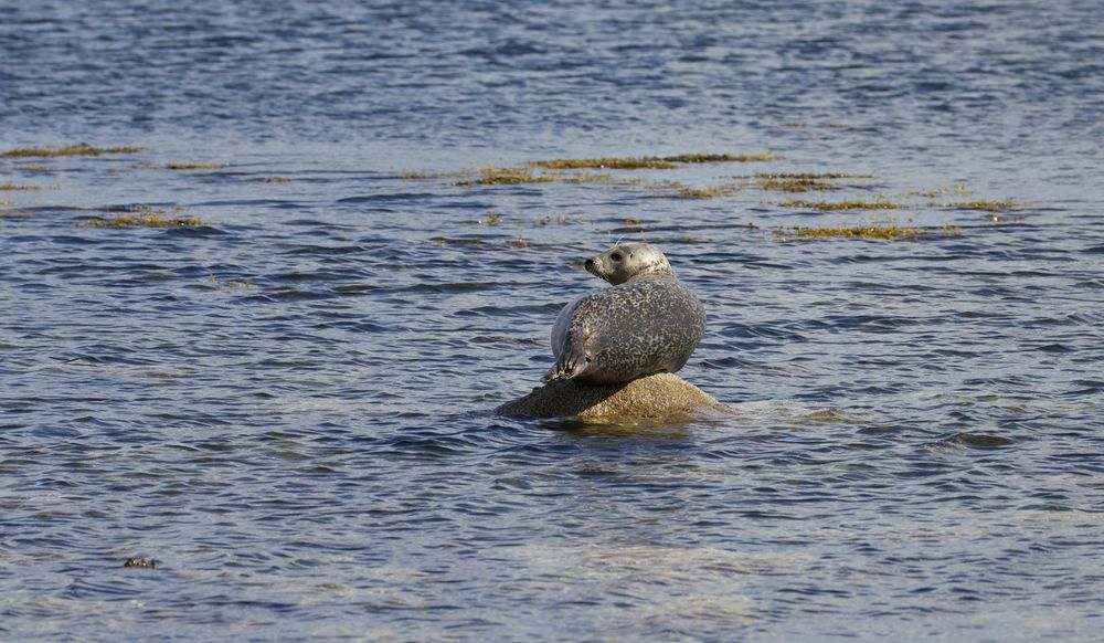  Common Seal,&nbsp;Isle of Arran, Scotland 