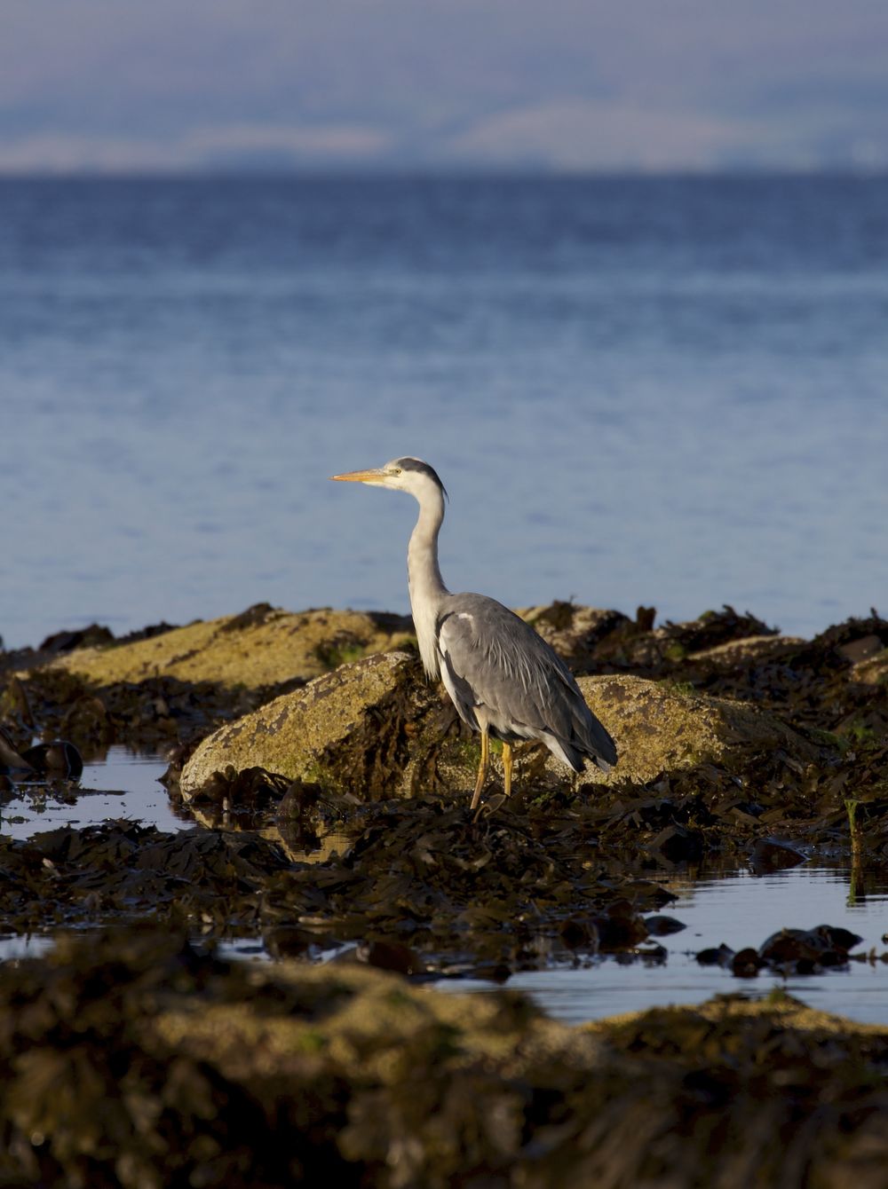  Grey Heron,&nbsp;Isle of Arran, Scotland 