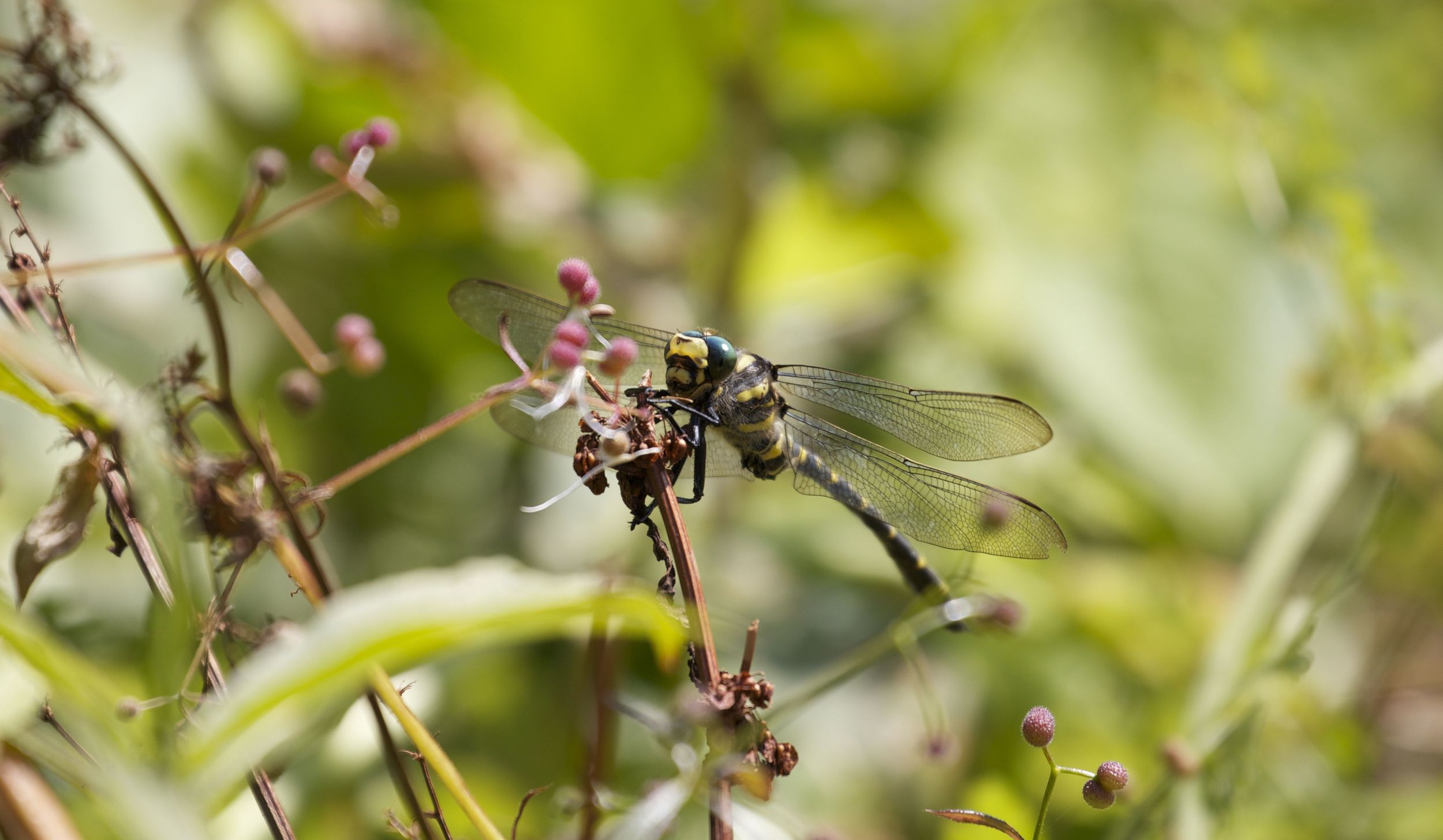  Dragonfly,&nbsp;Isle of Arran, Scotland 