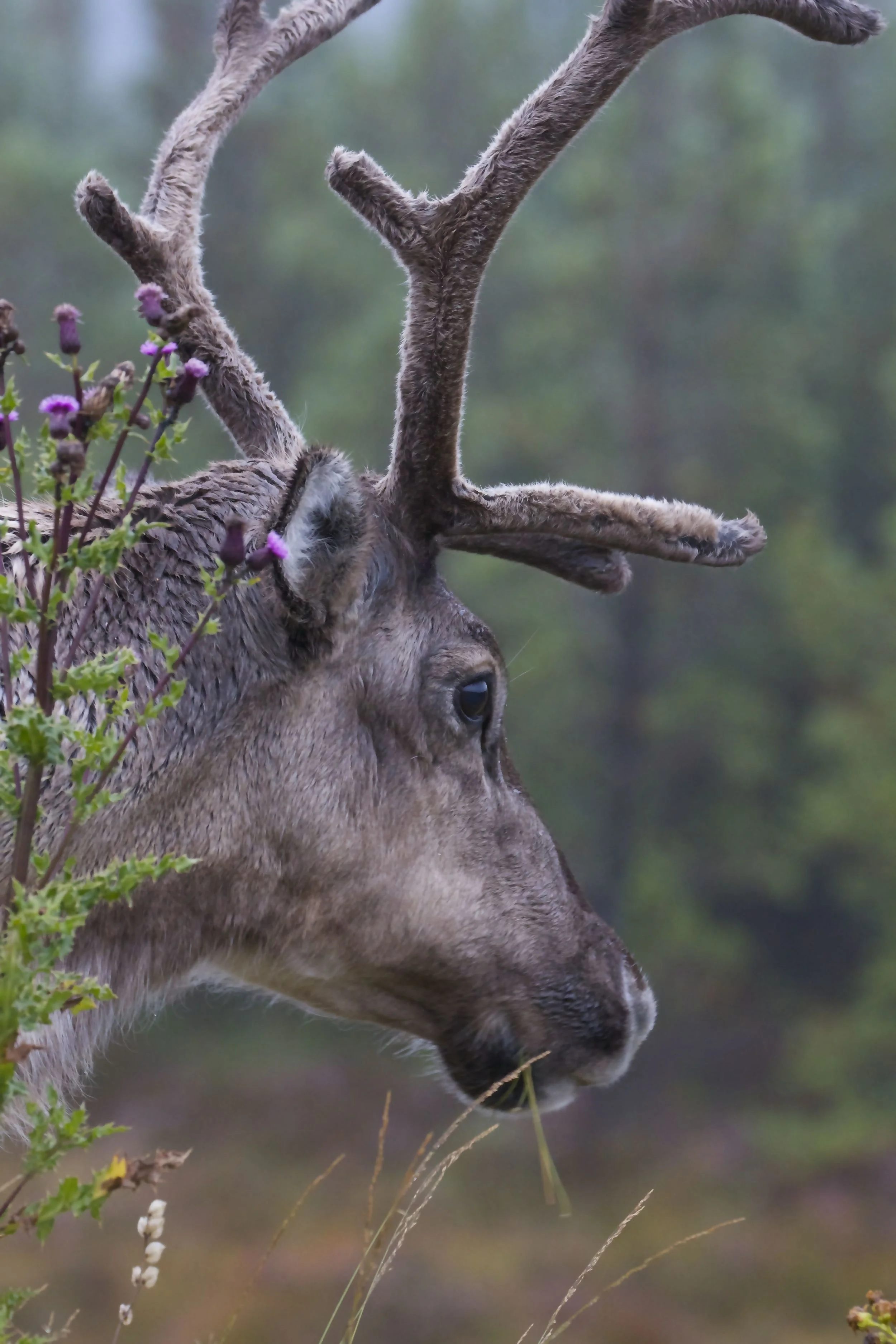 Reindeer, Cairngorms National Park, Scotland