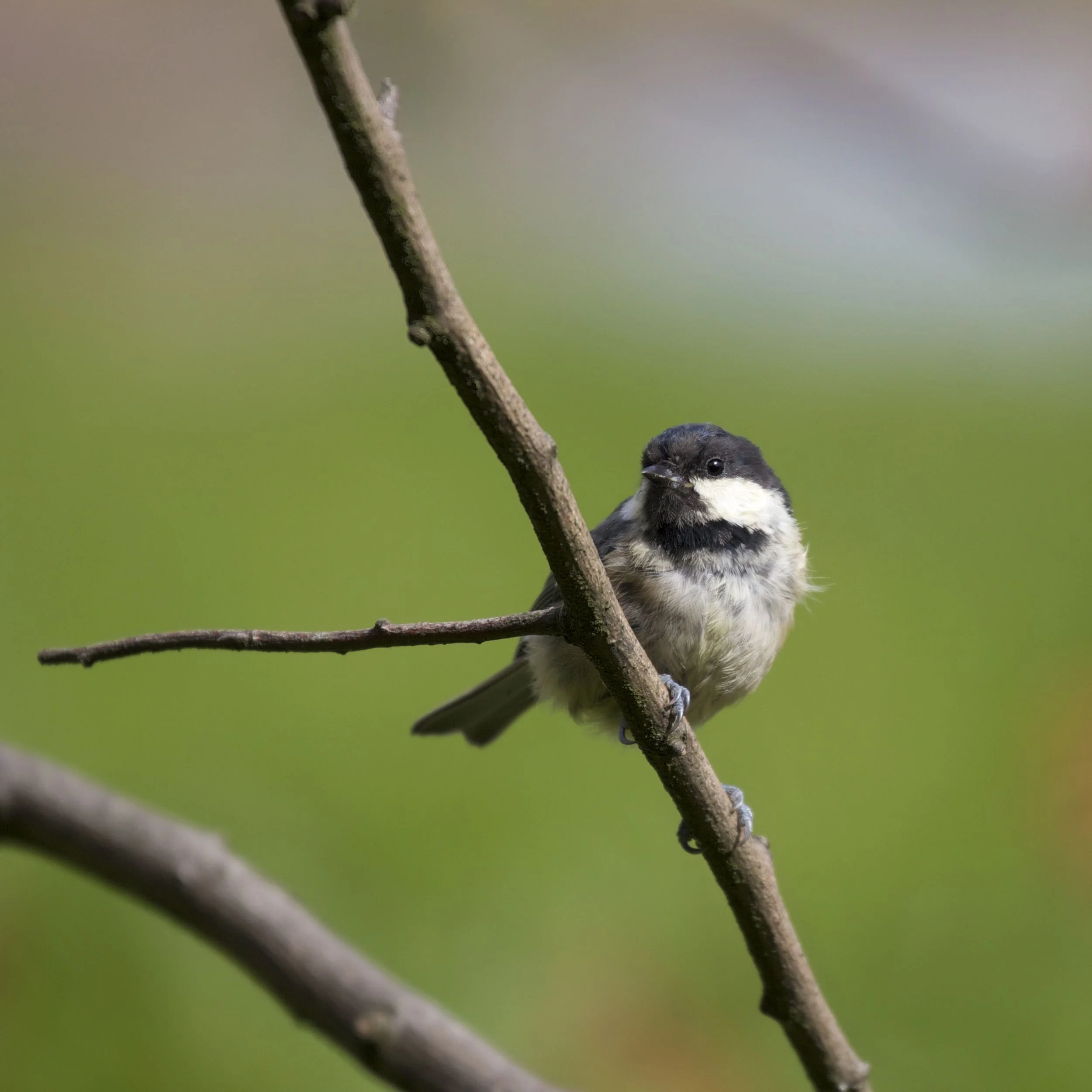 Coal Tit, Lochwhinnoch, Scotland