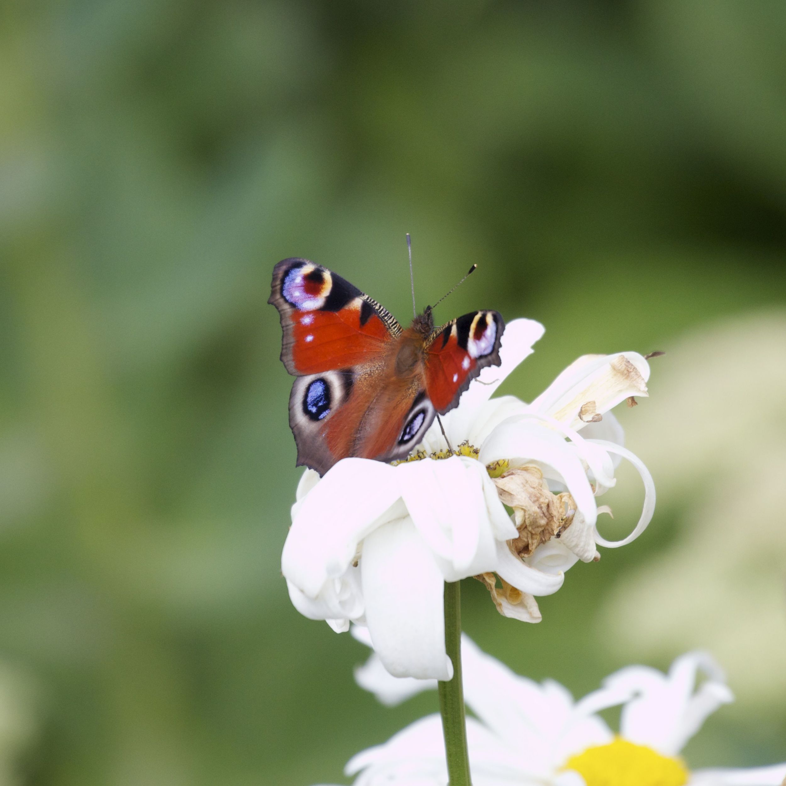  Peacock Butterfly,&nbsp;Lochwhinnoch, Scotland 