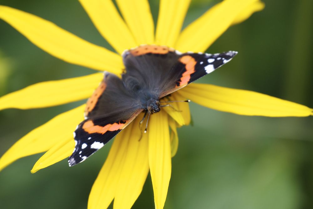  Red Admiral, Lochwhinnoch, Scotland 