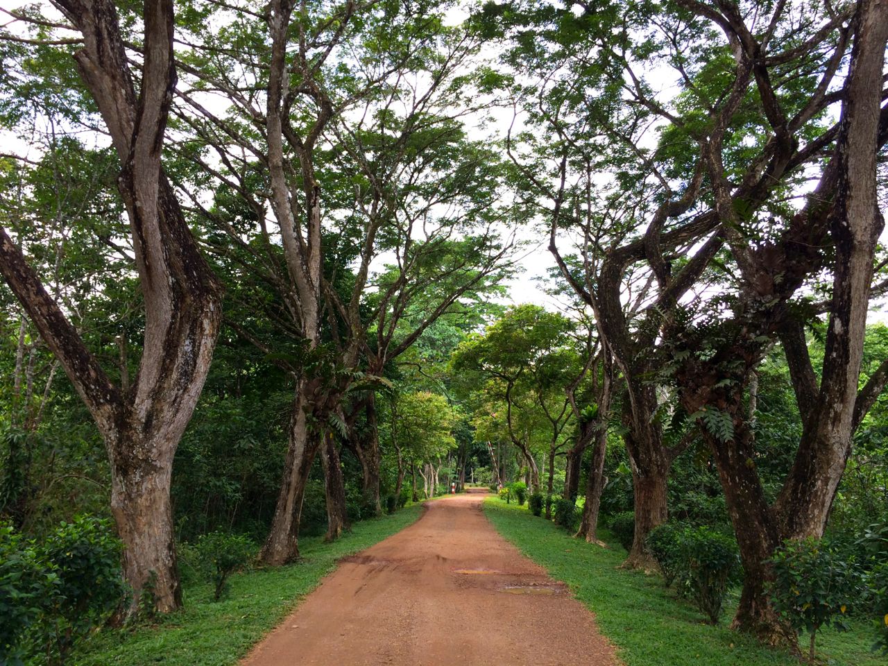The avenue entrance to Tabin Wildlife Resort, Sabah, Borneo