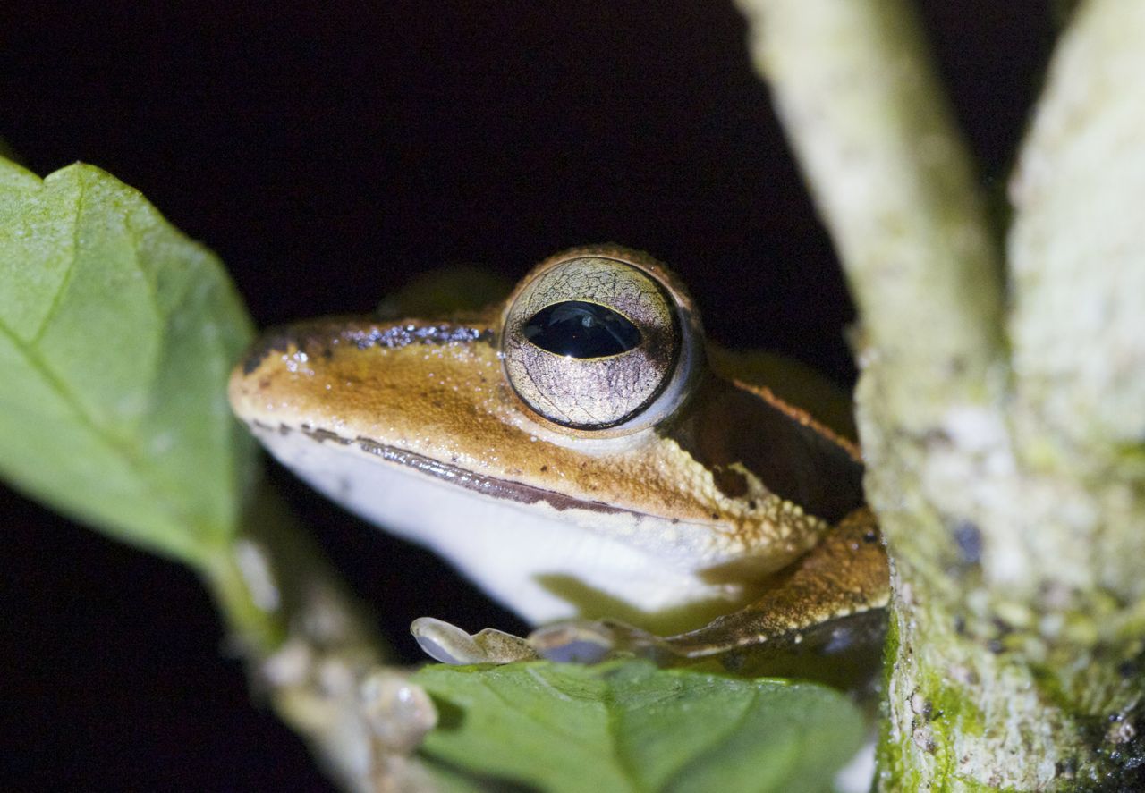 Dark-eared Frog, Tabin, Sabah