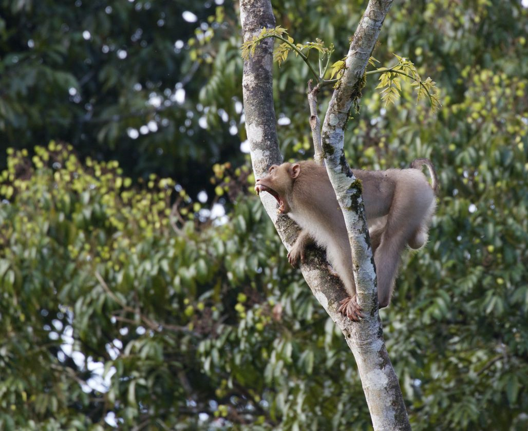 Southern Pig-tailed Macaque, Tabin, Sabah