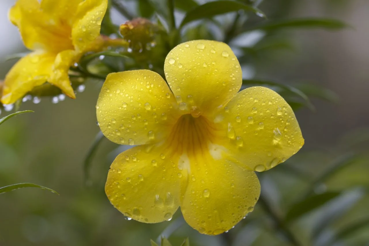 Sabah, Malaysia's Borneo
