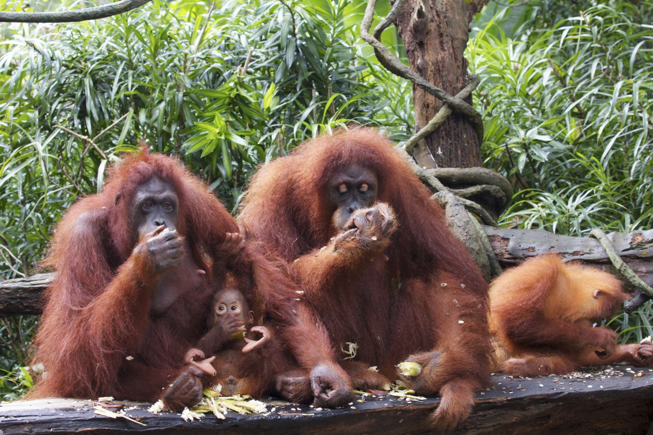 Orangutans, Singapore Zoo, Singapore