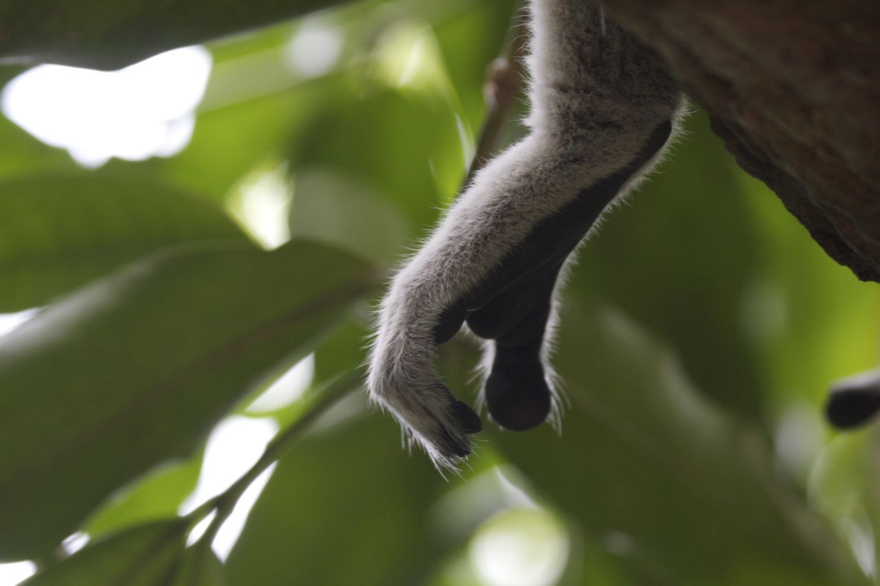 Ring-tailed Lemur, Singapore Zoo, Singapore