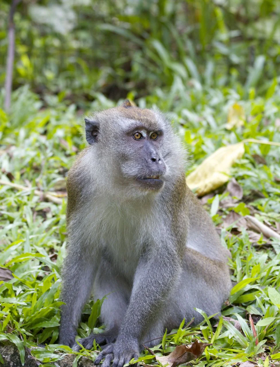 Passing through Singapore