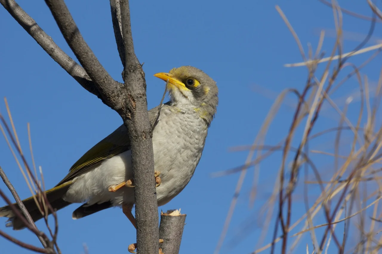 Tablelands and wildflowers