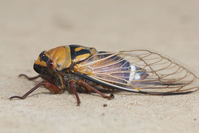  Golden Drummer Cicada, Alice Springs, NT 