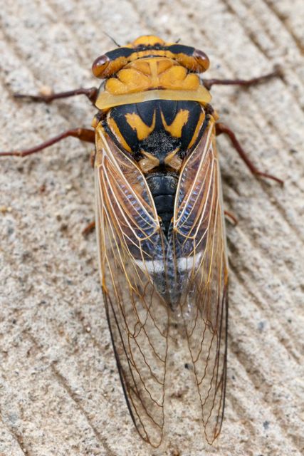  Golden Drummer Cicada, Alice Springs, NT 