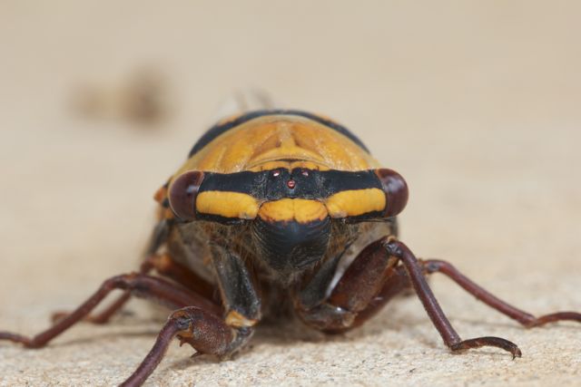  Golden Drummer Cicada, Alice Springs, NT 