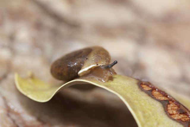 Jessie Gap Hairy Snail, Jessie Gap, NT