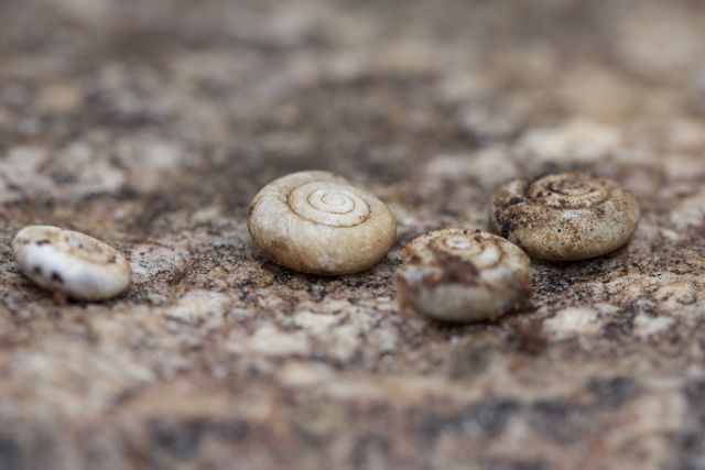 Shells of the Jessie Gap Hairy Snail, Jessie Gap, NT
