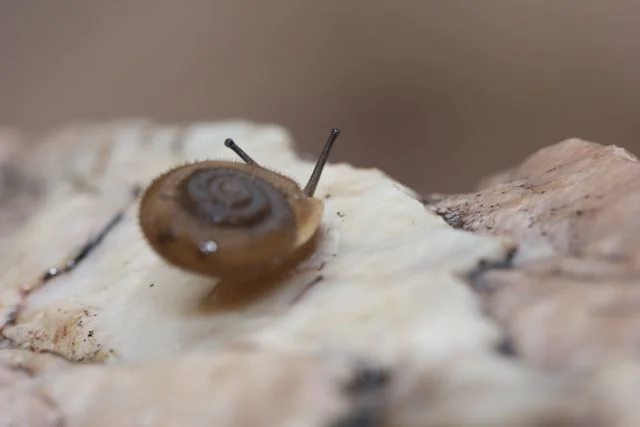  Runutjirbana Land Snail, Simpsons Gap, NT 