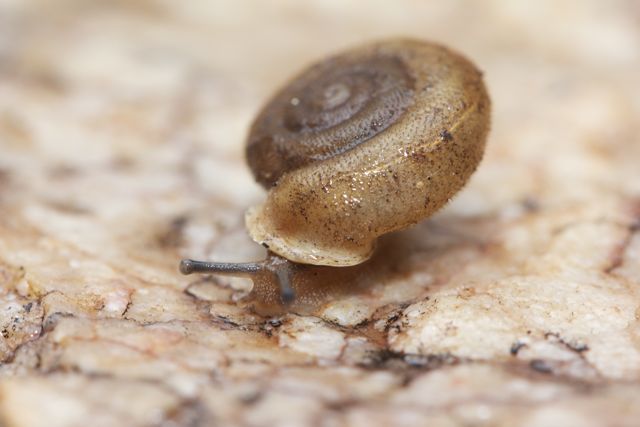  Jessie Gap Hairy Snail, Jessie Gap, NT 
