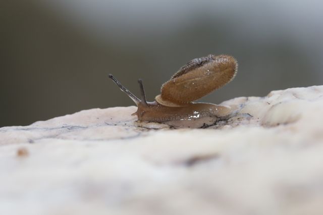Runutjirbana Land Snail, Simpsons Gap, NT
