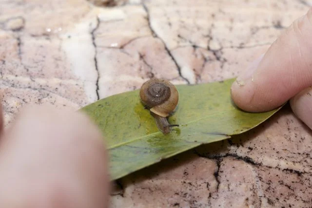  Runutjirbana Land Snail, Simpsons Gap, NT 