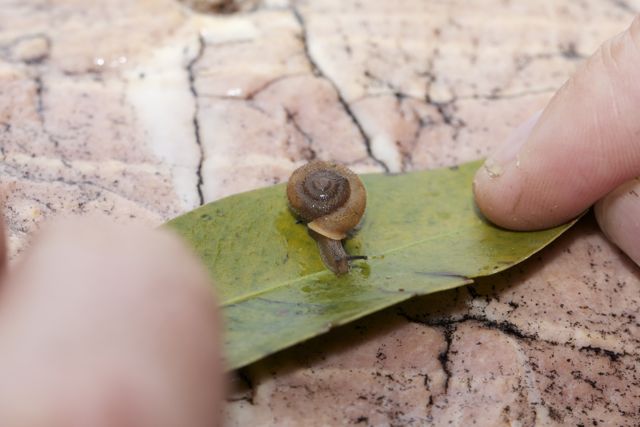 Runutjirbana Land Snail, Simpsons Gap, NT