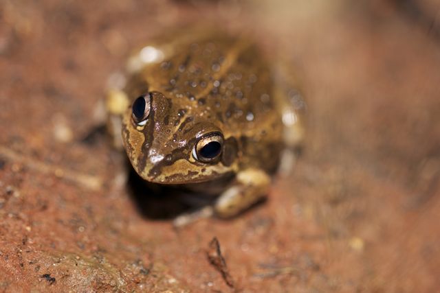 Main's Frog, Alice Springs, NT