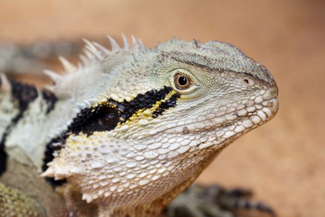 Dragons and parasites