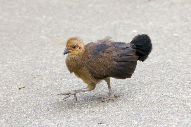 Brush Turkey chick, Brisbane, QLD