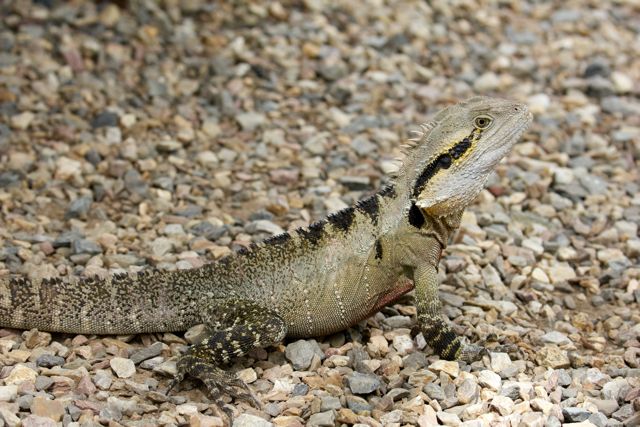  Australian Water Dragon, Brisbane, QLD 