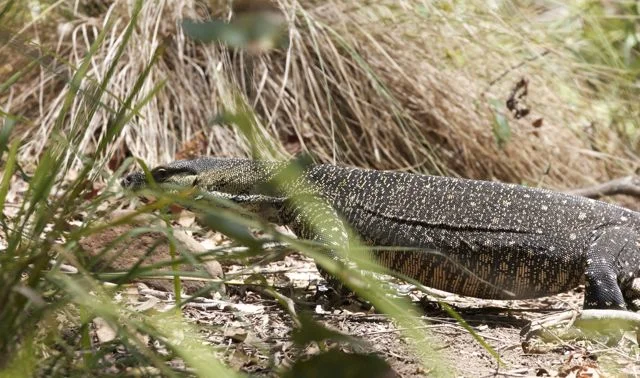 Lace Monitor, Mt Tamborine, QLD