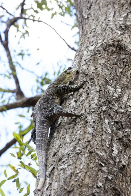 Lace Monitor, Mt Tamborine, QLD