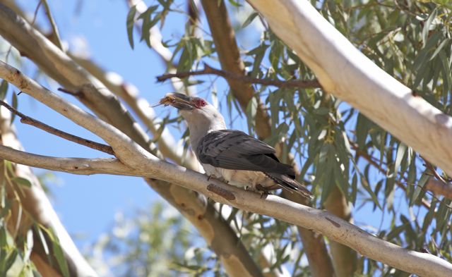 Channel-bill Cuckoo with cicada, Alice Springs, NT