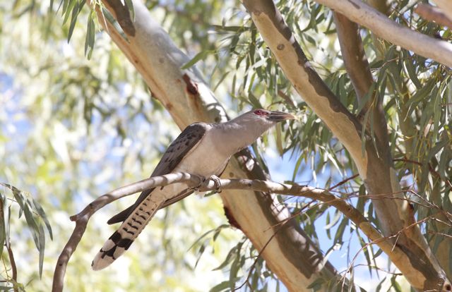 Channel-bill Cuckoo scanning the surroundings, Alice Springs, NT