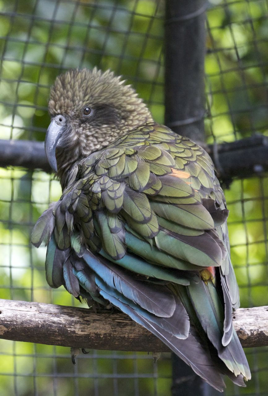 Kea, Kiwi and Birdlife Park, Queenstown, New Zealand