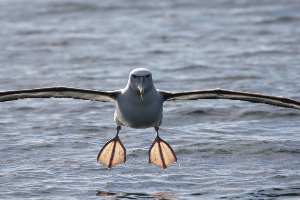   Thalassarche steadi ,&nbsp;Stewart Island, New Zealand 