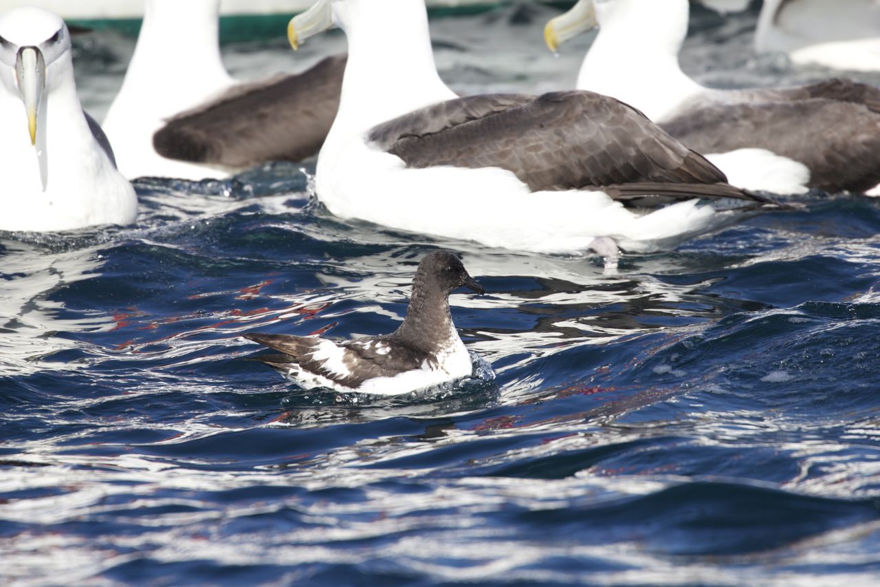 Cape Petrel ( Daption capense ), Stewart Island, New Zealand