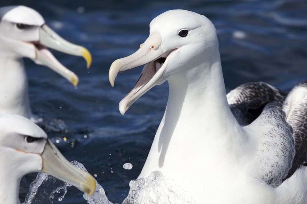  Royal Albatross ( Diomedea sp. ),&nbsp;Stewart Island, New Zealand 