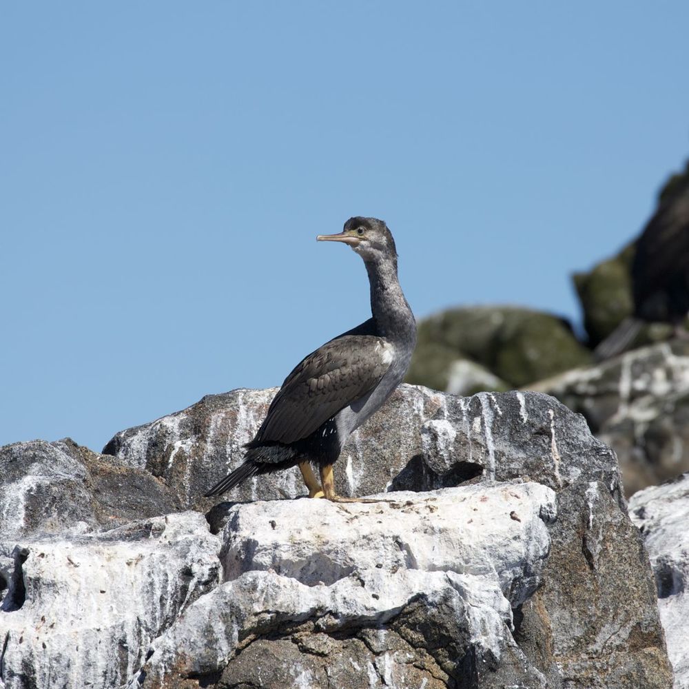  Spotted Shag ( Stictocarbo punctatus ),&nbsp;Stewart Island, New Zealand 